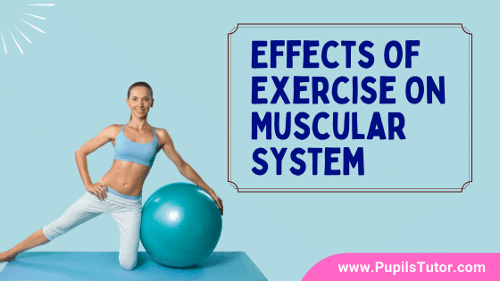Why Is Exercise So Important? - Describe Effects Of Exercise On Muscular System | Explain 13 Long Term Positive Effects Of Exercise On Muscular System - www.pupilstutor.com