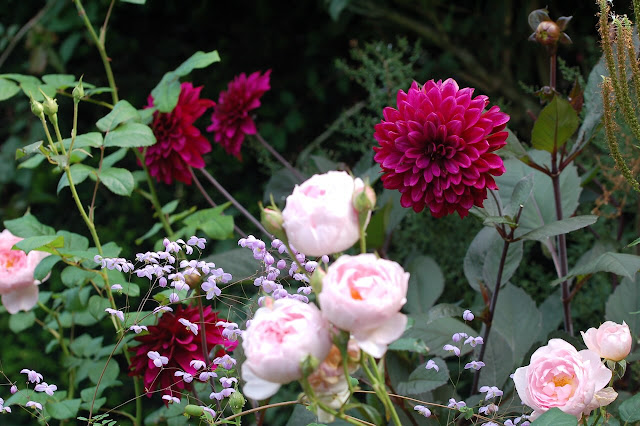 September. Dahlia's en rozen