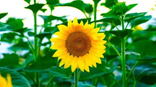 sunflower benefits