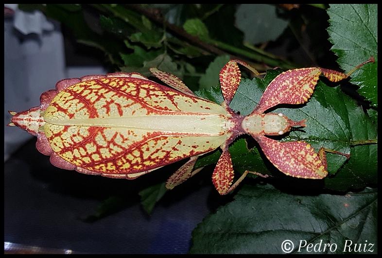 Hembra adulta (amarilla con lineas marrones) de Phyllium philippinicum, 8 cm de longitud