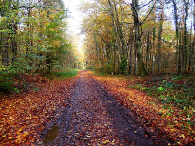 Waldweg