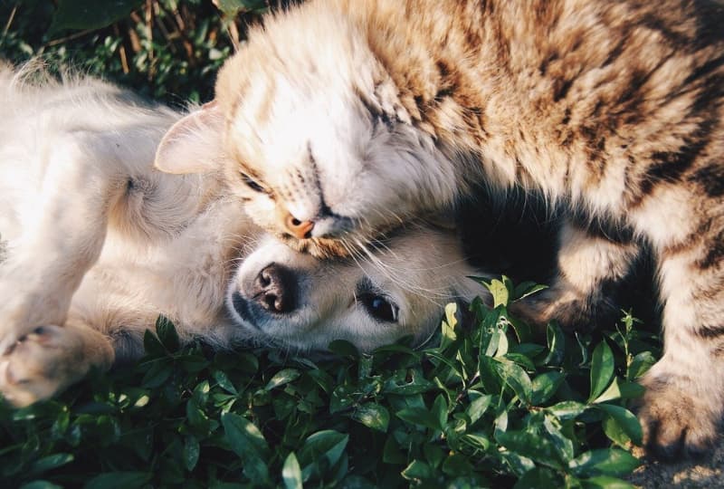 Felinos e cães o que você precisa saber e como ter ambos em harmonia em casa