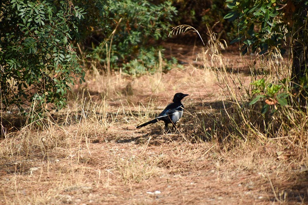 Pajaros