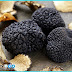 The Mysterious World Of Truffles (Tuber spp.)