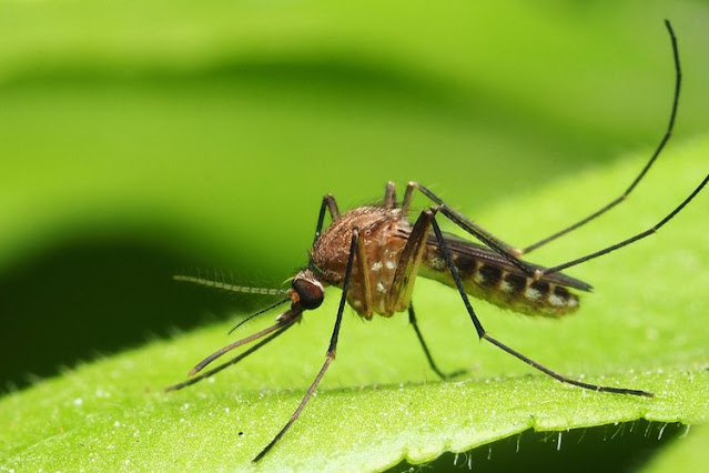 Kenapa Nyamuk Mengisap Darah Manusia?, Ini Penjelasan Alquran dan Sains