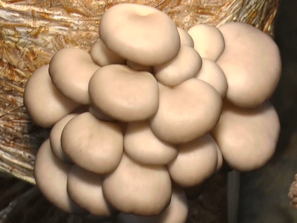 Mushroom subsidy in Manipur | Mushroom farming | Biobritte mushroom company