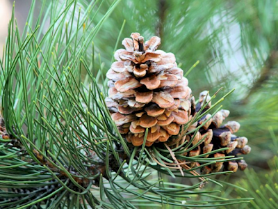 Pemabahasan Lengkap Mengenai Pohon Pinus