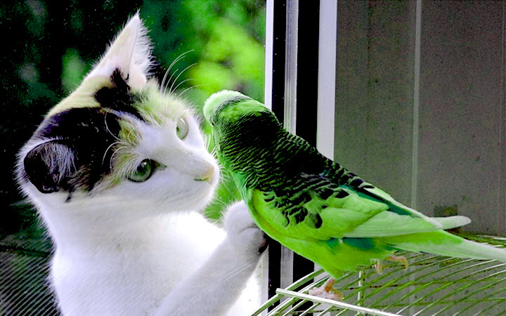 قطتي والببغاء الأخضر للروائي الفرنسي تيوفيل غوتييه