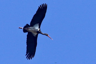 Black Stork