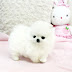 Pomeranian dog price in Delhi . Teacup Pomeranian Puppy in Delhi . cool colors and combinations!