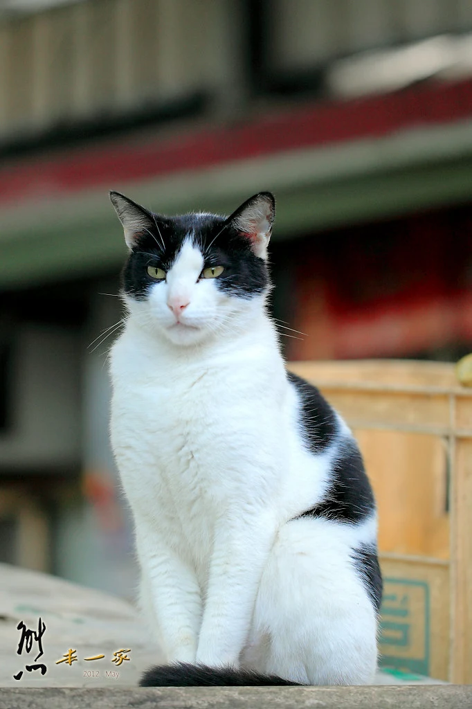 猴硐貓村｜猴硐車站｜願景館｜瑞芳景點｜國裕煤產｜猴硐煤礦場