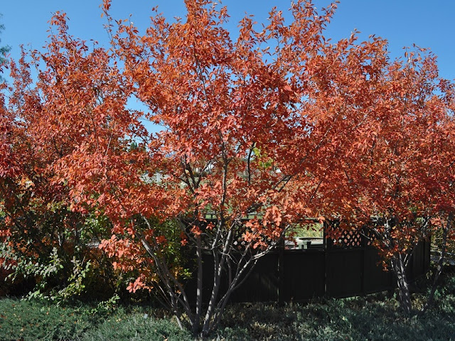 Amelanchier arborea 'Autumn Brilliance'
