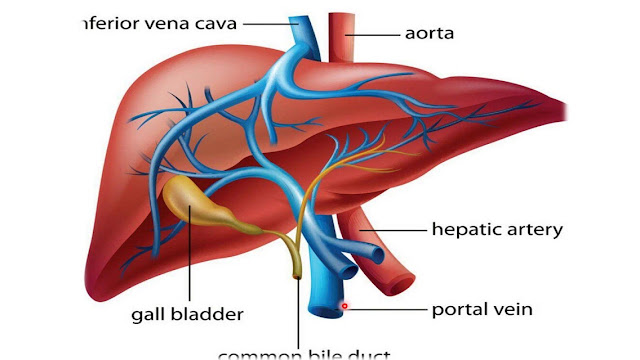 SYMPTOMS OF LIVER AND BILIARY SYSTEM