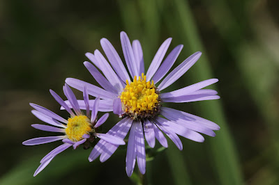 Aster amellus - European Michaelmas daisy care