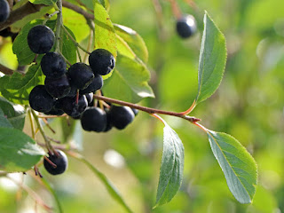 Aronia 'Nero'