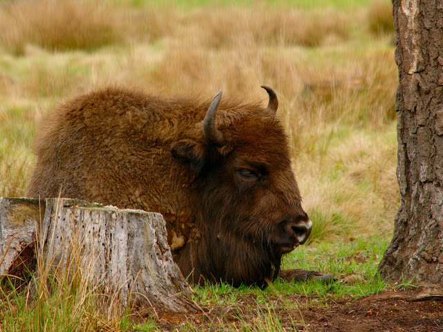 Bison