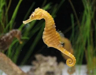 Sea Horses