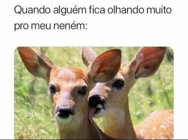 150 memes fofos de animais para você ter na manga