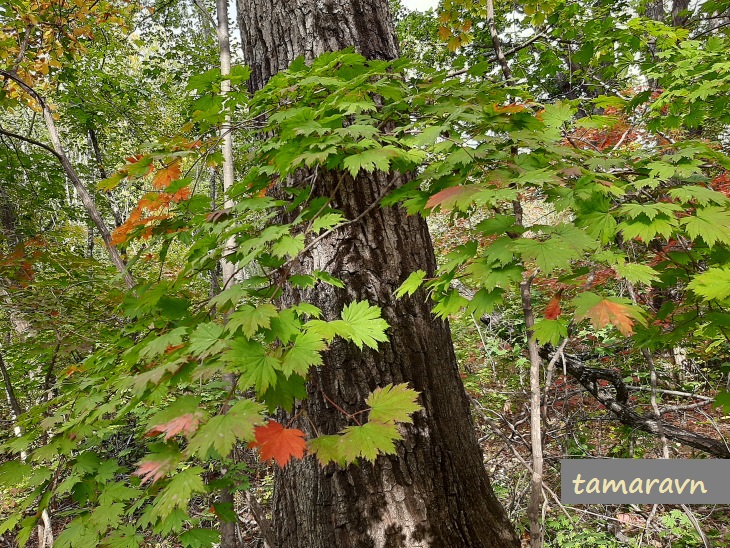 Клён ложнозибольдов (Acer pseudosieboldianum)