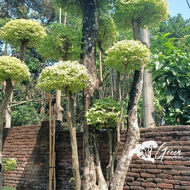 Jual Bonsai Anting Putri di Bogor Langsung Dari Petani