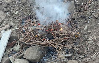 Burning the weeds