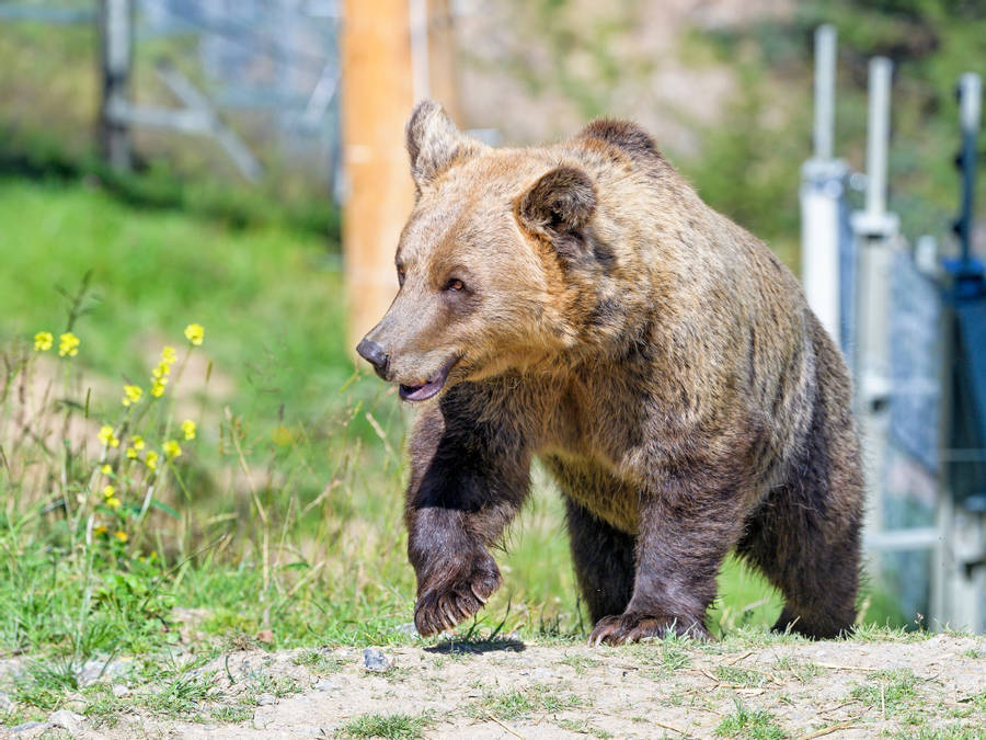 Wallpaper Bear In Meadow