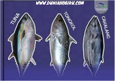 Perbedaan ikan tuna, tongkol dan cakalang.