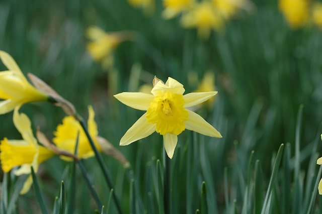 N. pseudonarcissus ssp. pseudonarcissus)