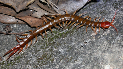 Centipede Totem Animal