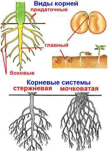 Главный корень у семени. Строение придаточного корня. Боковые корни. Боковые и придаточные корни.
