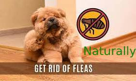 How to Naturally Prevent and Get Rid of Fleas on Dogs