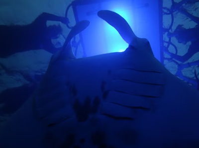 Kona manta ray snorkeling