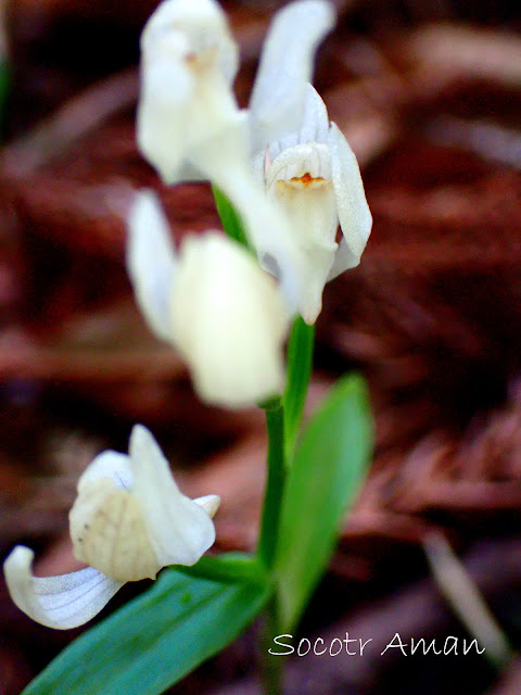 Cephalanthera erecta