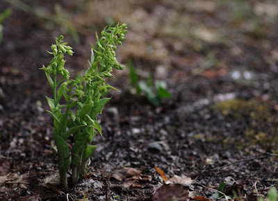 Epipactis phyllanthes - Green-flowered helleborine care