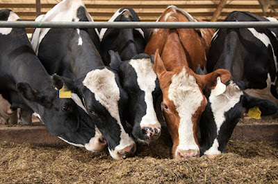 How do I keep dairy cow feed costs down?