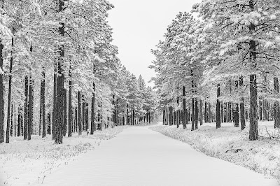 black and white photograph of snowy road in forest of pine trees