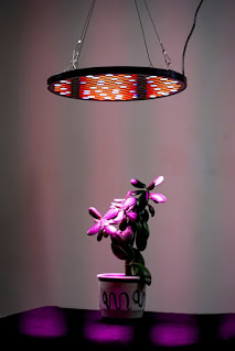 A single potted succulent under a round light with a checkerboard pattern making purple light.