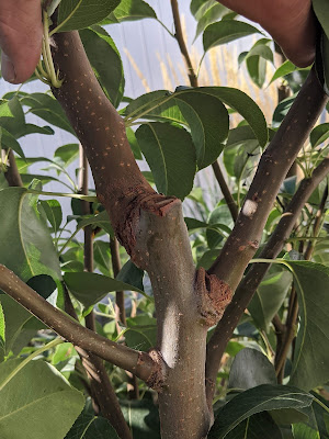 Branch Forks at a Pruning Cut