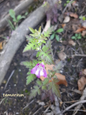 Вшивосемянник китайский / Вшивосемянник японский (Phtheirospermum chinense, =Phtheirospermum japonicum)