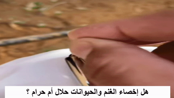 إخصاء الغنم والحيوانات