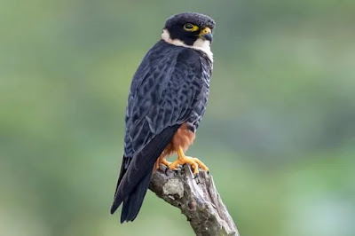 Bat falcon is a small bird which is carnivore and eats large insects, birds, bats, and small rodents