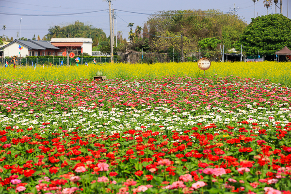 彰化社頭「雙鐵花田」花海搭配火車好好拍，入園送向日葵種籽