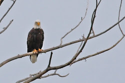 Summer 2023: Bald Eagle at Carburn Park