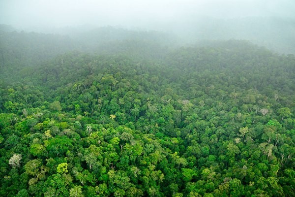 1000 Species akan Terselamatkan Jika 30 Persen Hutan dan Lahan Bumi Dilindungi