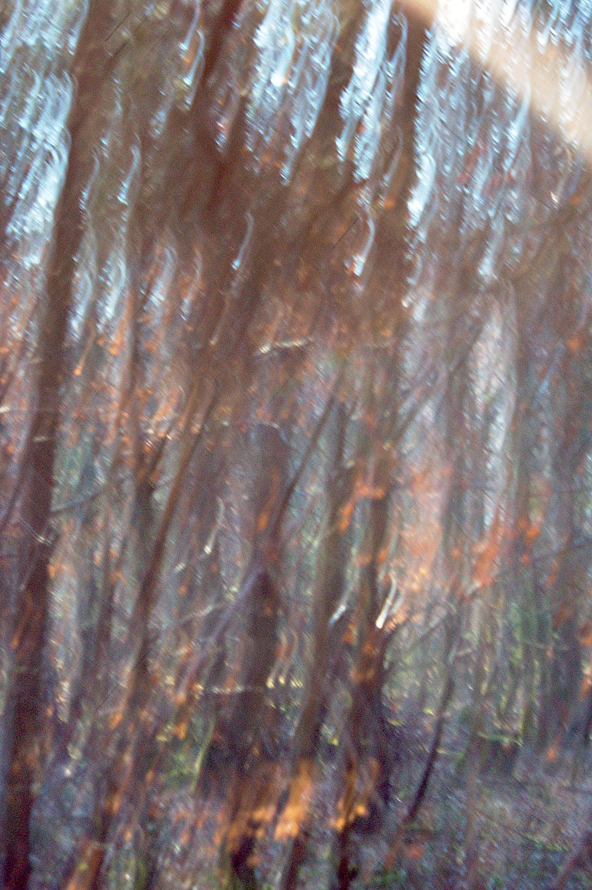 Pingpongpeng #19 |Vor lauter Bäumen sieht Löwe den Wald nicht mehr | Schlitzblende | Altglasfotografie