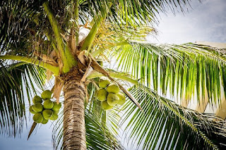 Green-coconut-tree