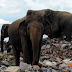 Elefantes morrem após comer lixo plástico em aterro no Sri Lanka