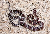 Corn snake normal