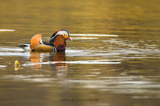 Wildlifefotografie Schloss Petzow Haussee Mandarinente