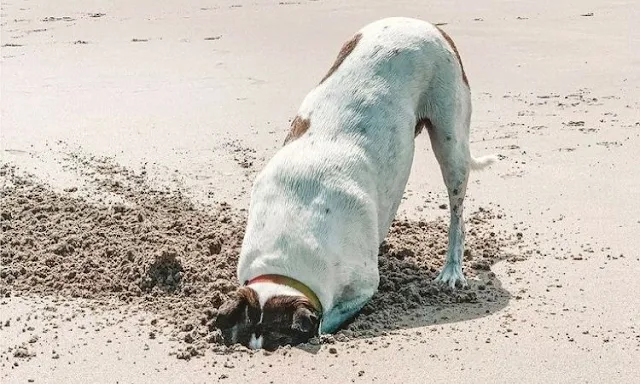 Dog digging hole